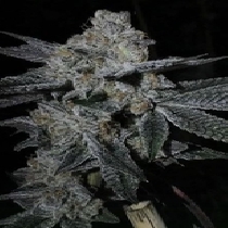 Dosi Cookies Regular (BC Bud Depot Seeds) Cannabis Seeds