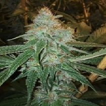 Regular (BC Bud Depot Seeds) Cannabis Seeds