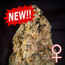 Diamond Queen Kush Auto Feminised (KC Brains Seeds) Cannabis Seeds