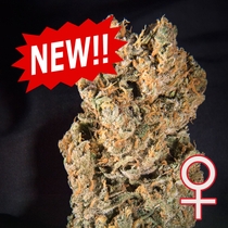 Space Mango Auto Feminised (KC Brains Seeds) Cannabis Seeds