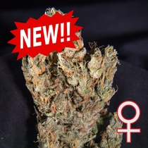 Lemon Sputnik Auto Feminised (KC Brains Seeds) Cannabis Seeds