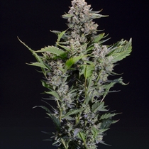 Blackberry Dream Feminised (Elev8 Seeds) Cannabis Seeds