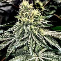 Cake and Ice Cream Feminised (Elev8 Seeds) Cannabis Seeds