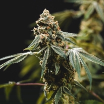 Fruity Punch Feminised (Elev8 Seeds) Cannabis Seeds