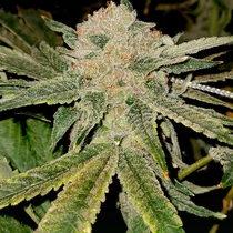 Gelato Kiss Feminised (Elev8 Seeds) Cannabis Seeds