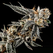 Gelato Punch Feminised (Elev8 Seeds) Cannabis Seeds