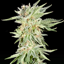 Gelato Sundae Feminised (Elev8 Seeds) Cannabis Seeds