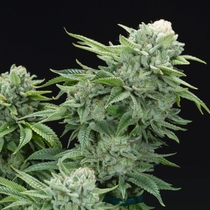 Gorilla Glue Feminised (Elev8 Seeds) Cannabis Seeds