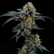 Gorilla Cookies Feminised (Elev8 Seeds) Cannabis Seeds
