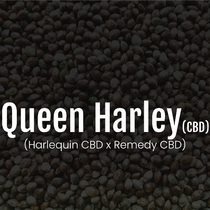 Queen Harley CBD Feminised (Elev8 Seeds) Cannabis Seeds