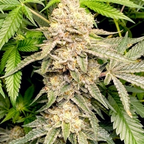 Head Cake Feminised (Elev8 Seeds) Cannabis Seeds