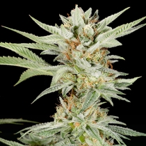 Lemon Gelato Feminised (Elev8 Seeds) Cannabis Seeds