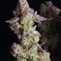 Punch Cake Feminised (Elev8 Seeds) Cannabis Seeds
