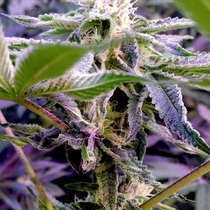Runtz Feminised (Elev8 Seeds) Cannabis Seeds