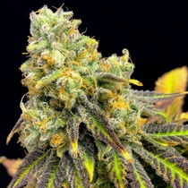 Sherbet Punch Feminised (Elev8 Seeds) Cannabis Seeds