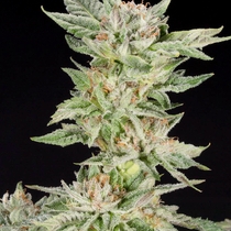 Strawberry Gelato Feminised (Elev8 Seeds) Cannabis Seeds