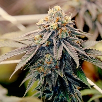 Sundae Punch Feminised (Elev8 Seeds) Cannabis Seeds