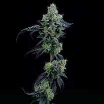 Thin Mint Girl Scout Cookies Feminised (Elev8 Seeds) Cannabis Seeds