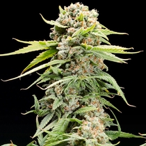 Triple Scoop Feminised (Elev8 Seeds) Cannabis Seeds