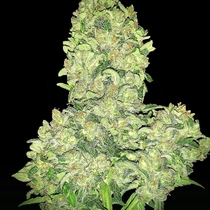 Alien Otto Auto Feminised (Elev8 Seeds) Cannabis Seeds