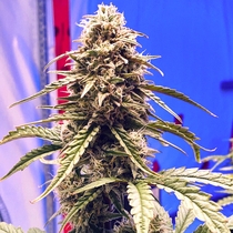 Shadow OG Auto Feminised (Elev8 Seeds) Cannabis Seeds