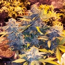 Somango Pineapple Feminised (Soma Seeds) Cannabis Seeds