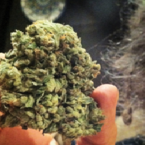 So G Kush Regular (Soma Seeds) Cannabis Seeds