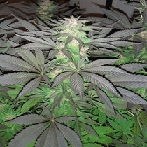 5G Feminised (Soma Seeds) Cannabis Seeds
