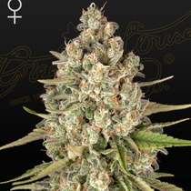 Lost Pearl Feminised (Green House Seeds) Cannabis Seeds