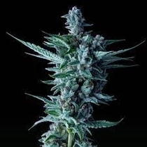 Citrus Skunk Auto Feminised (Discreet Seeds) Cannabis Seeds