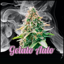 Gelato Auto Feminised (Discreet Seeds) Cannabis Seeds