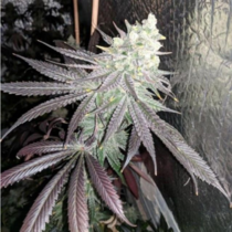 Baklava Feminised (The Plug Seedbank Seeds) Cannabis Seeds