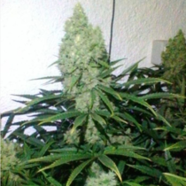 Zupreme Feminised (The Plug Seedbank Seeds) Cannabis Seeds