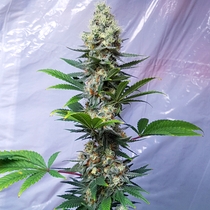 Critical Banana Smoothie Feminised (Taste-budz Seeds) Cannabis Seeds