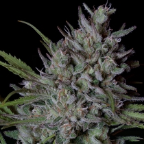 Crystal Runtz (Big Head Seeds) Cannabis Seeds