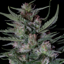 Dogstar Dawg Auto (Big Head Seeds) Cannabis Seeds