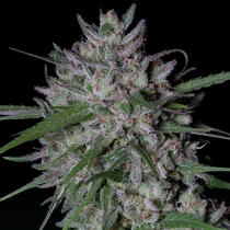 Gorilla Cookies Auto (Big Head Seeds) Cannabis Seeds