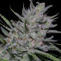 Bighead Superfast Auto (Big Head Seeds) Cannabis Seeds