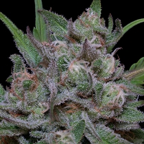 Trippy Sherbert Punch Auto (Big Head Seeds) Cannabis Seeds