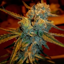 Amnesia Haze Feminised (BSB Genetics Seeds) Cannabis Seeds