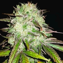 Afghan Kush Feminised (BSB Genetics Seeds) Cannabis Seeds