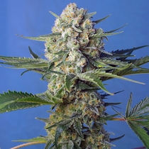 Crystal Candy Fast V (Sweet Seeds) Cannabis Seeds