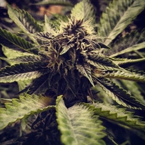 Cali Cherry Pie Feminised (BSB Genetics Seeds) Cannabis Seeds