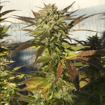 Cali Crack Feminised (BSB Genetics Seeds) Cannabis Seeds