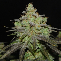 Cali OG Kush Feminised (BSB Genetics Seeds) Cannabis Seeds
