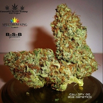 Cali SFV OG Feminised (BSB Genetics Seeds) Cannabis Seeds