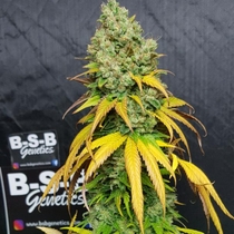 Cali Sherbet Feminised (BSB Genetics Seeds) Cannabis Seeds