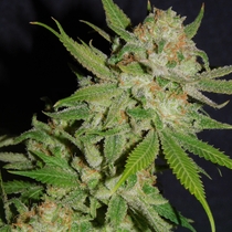 Chemdawg #4 Feminised (BSB Genetics Seeds) Cannabis Seeds