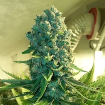 Cali Dream Feminised (BSB Genetics Seeds) Cannabis Seeds
