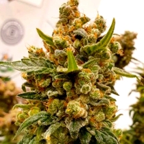 Bruce Banner #3 Feminised (BSB Genetics Seeds) Cannabis Seeds